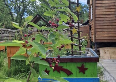 Beeren im KuckuckGarten