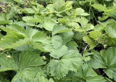 Erdbeerbeet im KuckuckGarten