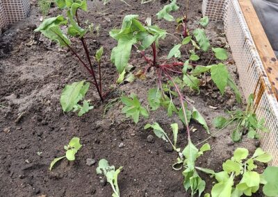 Hochbeet Bepflanzung im KuckuckGarten